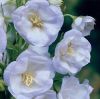 Campanula La Bello